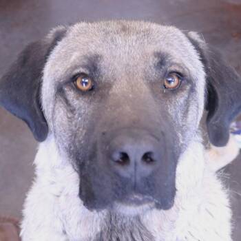 Oxana -  Anatolian Shepherd Dog for Adoption in Rifle, Colorado - Oxana | PetCurious