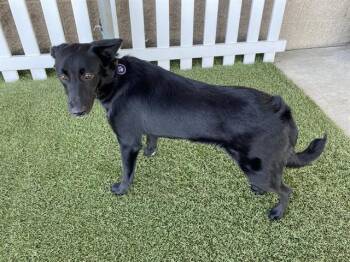 Labrador Retriever and Border Collie Dogs Available for Adoption in Modesto, California - MIDNIGHT | PetCurious
