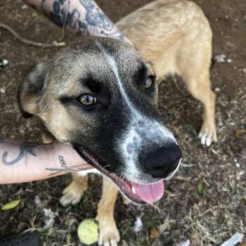 Great Pyrenees and German Shepherd Dog Dogs Available for Adoption - Bandito | PetCurious