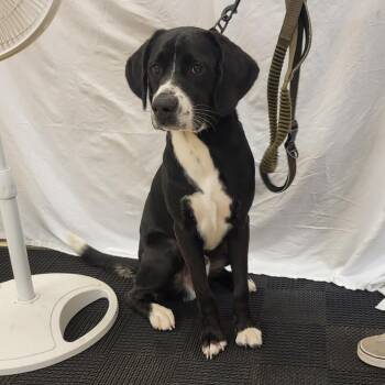 Blacky -  Mixed Breed Dog for Adoption in Lake Panasoffkee, Florida - Blacky | PetCurious