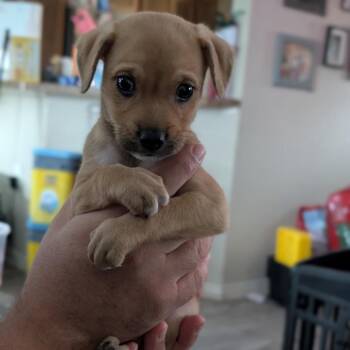 Griffin -  Terrier and Mixed Breed Dog for Adoption in San Antonio, Texas - Griffin | PetCurious