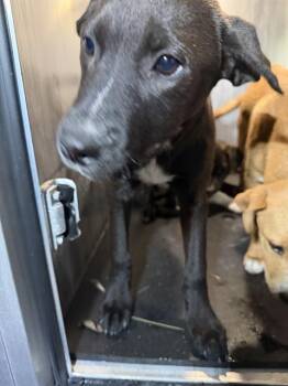 Labrador Retriever Dogs Available for Adoption - BUTTERCUP | PetCurious