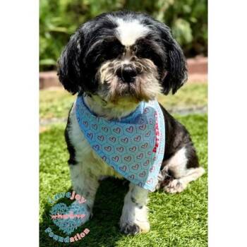Benji -  Shih Tzu Dog for Adoption in Inglewood, California - Benji | PetCurious