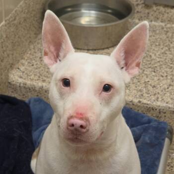 Mixed Breed Dogs Available for Adoption in Aiken, South Carolina - Cecil 63207 | PetCurious