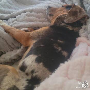 Beagle and Catahoula Leopard Dog Dogs Available for Adoption in Washington, District Of Columbia - Pickles | PetCurious