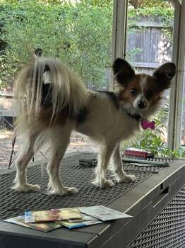 Maxine -  Papillon and Mixed Breed Dog for Adoption in Fort Worth, Texas - Maxine | PetCurious