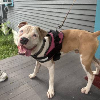 Eggroll -  Pit Bull Terrier Dog for Adoption in New Orleans, Louisiana - Eggroll | PetCurious