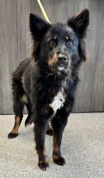 Border Collie Dogs Available for Adoption in Georgetown, Ohio - Abilene | PetCurious