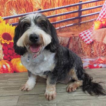 Truffle -  Bernese Mountain Dog and Miniature Poodle Dog for Adoption in Normal, Illinois - Truffle | PetCurious