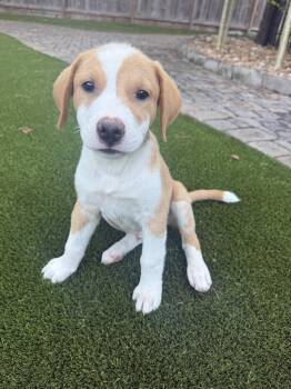 Dakota -  Rhodesian Ridgeback Dog for Adoption in The Woodlands, Texas - Dakota | PetCurious