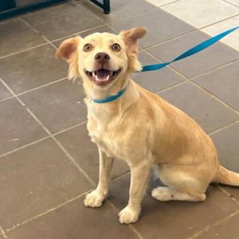 Shine -  Mixed Breed Dog for Adoption in Springboro, Ohio - Shine | PetCurious