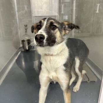 Wendy -  Anatolian Shepherd Dog for Adoption in Galax, Virginia - Wendy | PetCurious