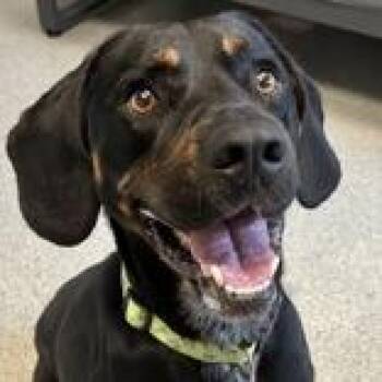 Mixed Breed Dogs Available for Adoption in Lansing, Michigan - Moses | PetCurious