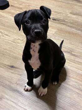 Boxer Dogs Available for Adoption in Piedmont, Oklahoma - Spice | PetCurious