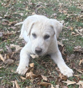 Rescue Labrador Retriever Dogs for Adoption in Greenville, South Carolina - Baileys | PetCurious