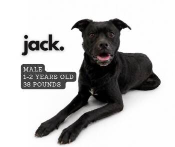 Mixed Breed Dogs Available for Adoption in Ashland, Kentucky - Jack | PetCurious
