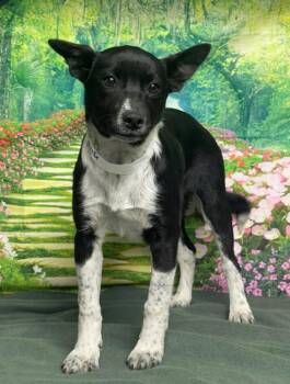 Cattle Dog Dogs Available for Adoption - Alondra | PetCurious