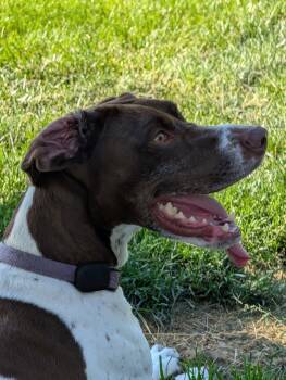 German Shorthaired Pointer Dogs Available for Adoption in Omaha, Nebraska - Lexie | PetCurious