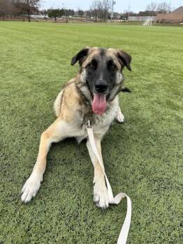 Lenny Sue -  Shepherd and Mixed Breed Dog for Adoption in Kansas City, Missouri - Lenny Sue | PetCurious