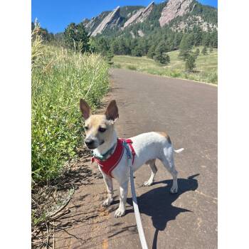 Benny -  Chihuahua and Jack Russell Terrier Dog for Adoption in Boulder, Colorado - Benny | PetCurious