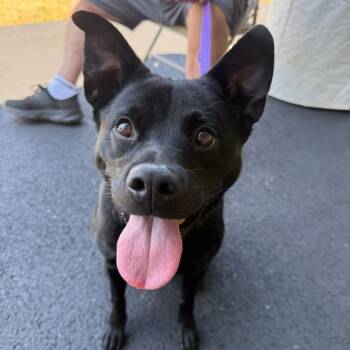 Rescue Mixed Breed Dogs for Adoption in Mentor, Ohio - Midnight | PetCurious