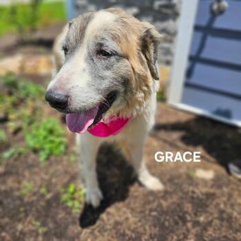 Great Pyrenees and Mixed Breed Dogs Available for Adoption - Grace | PetCurious