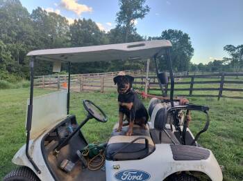 Rottweiler Dogs Available for Adoption - BRANDY | PetCurious