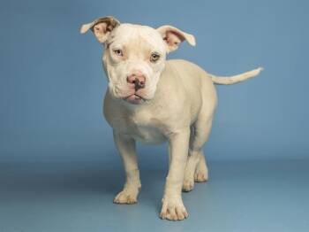 SALT -  French Bulldog and Pit Bull Terrier Dog for Adoption in Phoenix, Arizona - SALT | PetCurious