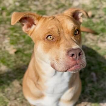 Pit Bull Terrier Dogs Available for Adoption in Austin, Texas - Miss Scarlett | PetCurious