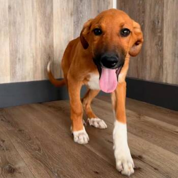 Cosmo -  Doberman Pinscher and Great Pyrenees Dog for Adoption in Idaho Falls, Idaho - Cosmo | PetCurious
