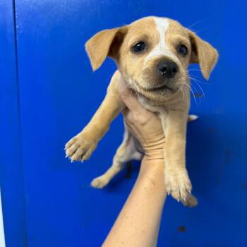 Wilma -  Beagle Dog for Adoption in Wahiawa, Hawaii - Wilma | PetCurious