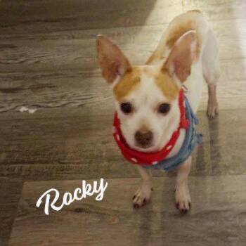 Chihuahua Dogs Available for Adoption in Houston, Texas - Rocky #pocket-pooch | PetCurious