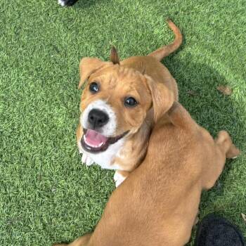 Bridget 8391 -  Weimaraner and Mixed Breed Dog for Adoption in Loxahatchee Groves, Florida - Bridget 8391 | PetCurious