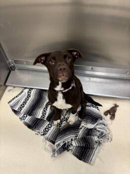 Labrador Retriever Dogs Available for Adoption in Kalamazoo, Michigan - Coco | PetCurious