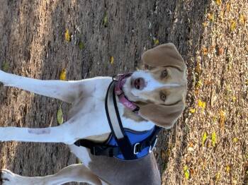 Roo -  American Foxhound Dog for Adoption in Stuarts Draft, Virginia - Roo | PetCurious
