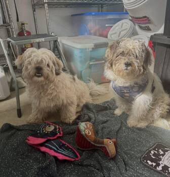Teddie -  Lhasa Apso Dog for Adoption in East Hartford, Connecticut - Teddie | PetCurious