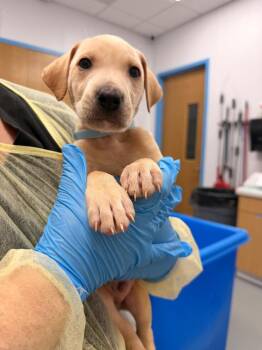 Briar (Bx11) -  Labrador Retriever and Golden Retriever Dog for Adoption in Hartsville, South Carolina - Briar (Bx11) | PetCurious