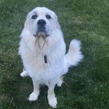 Bear -  Great Pyrenees Dog for Adoption in Lancaster, Ohio - Bear | PetCurious
