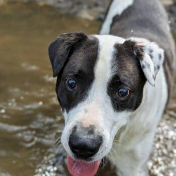 Domino -  Labrador Retriever and Cattle Dog Dog for Adoption in Leesburg, Alabama - Domino | PetCurious
