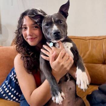 Pit Bull Terrier and American Bully Dogs Available for Adoption - Velvet Peaches The Loveable Little Princess | PetCurious