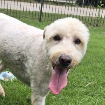 Sarafina -  Labradoodle Dog for Adoption in Mansfield, Texas - Sarafina | PetCurious