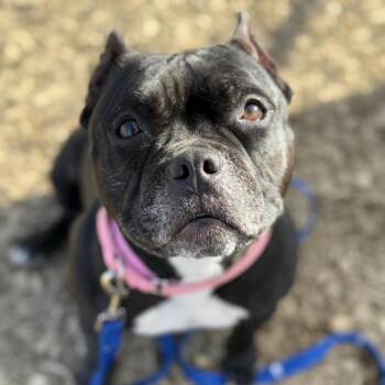 Pit Bull Terrier Dogs Available for Adoption - Hallie (Ivy Luv) | PetCurious