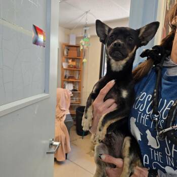Chihuahua Dogs Available for Adoption in Fort Bragg, California - Phillip | PetCurious