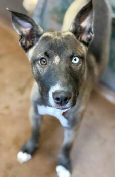 Belgian Shepherd Malinois Dogs Available for Adoption in Stanwood, Washington - Chick | PetCurious