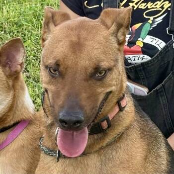 Coonhound Dogs Available for Adoption in Sonoma, California - Kino | PetCurious