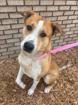 Edd -  Labrador Retriever Dog for Adoption in Columbus, Nebraska - Edd | PetCurious
