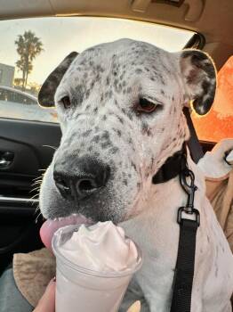 Freckles -  American Staffordshire Terrier Dog for Adoption in Frazier Park, California - Freckles | PetCurious