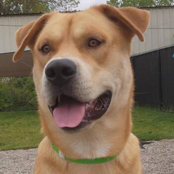 Husky and Mixed Breed Dogs Available for Adoption in Fort Wayne, Indiana - Bags | PetCurious