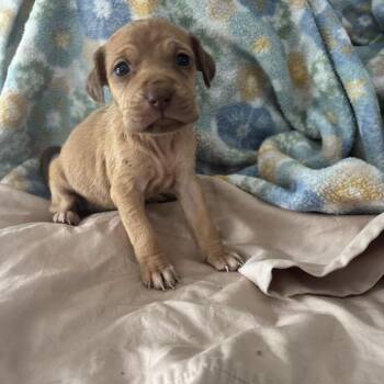 Labrador Retriever and Mixed Breed Dogs Available for Adoption in North Charleston, South Carolina - Paddle | PetCurious