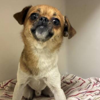 72312 -  Pug Dog for Adoption in Harrisonburg, Virginia - 72312 | PetCurious